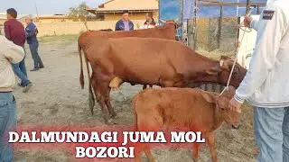 JONDOR DALMUNDAGI JUMA MOL BOZORI ONA BOLA SIGIRLAR ARZON BOʻLDI 16.09.2022