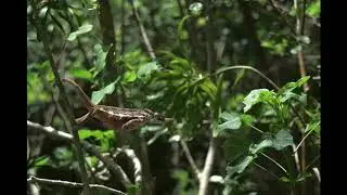 Chameleon 6K Photo Sample
