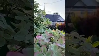 Любимый сад/ Ленинградская область 