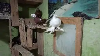 весенняя поровка голубей!