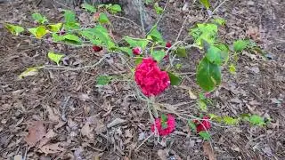 Ранняя весна
