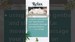 How to massage your dog at home.