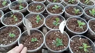Рассада померзла на Алтае. Кому черенки? Самовывоз.  Какие дела?