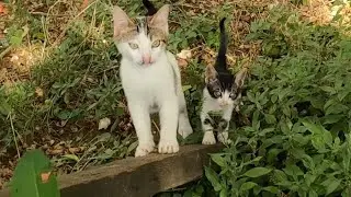 Little kitten copying her mommy cat