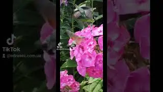 EDROSES/ _BACKSTAGE_Метелик-колібрі. Язикан звичайний (бражник). Великохоботник зірчастий.
