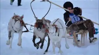 ДЕНЬ  ОЛЕНЕВОДА 2020. REINDEER BREEDER'S DAY 2020. トナカイのブリーダーの日. อร์ลายกวางเรนเดียร์ เป็นวัน 2020.