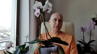 Орхидеи фа. не цветут? Не верю!!!