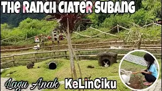 Safa Bermain dengan Kelinci di The Ranch Ciater Subang || Lagu Anak Kelinciku || Lagu Anak Populer