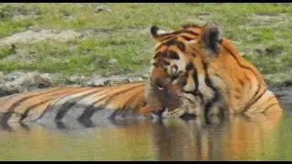 In 2021, Kazi 45 was wounded in the nose by a hostile male tiger in kaziranga kohora range