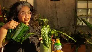 Why Your Indoor Plants Aren't Growing (and how to fix it)