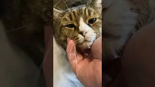 Кот Вася грустит