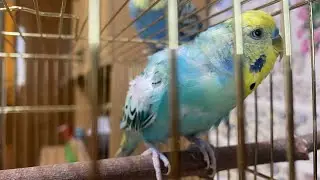 Клювик ВЖёлтом в прямом эфире!