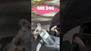 It’s okay to just take one of your dogs on a walk. 