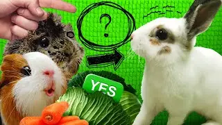Что-то Живет на Нашем Чердаке ! - Бузины Страшилки - Свинка Бузя Челлендж Часть 2