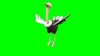 3D Green Screen Character Ostrich  Animal Free 3d Explainer kit