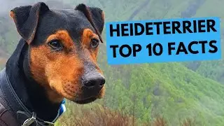 Heideterrier Dog Breed - Facts and Information