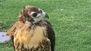 Red Tailed Hawk Dragonfly Golf Course