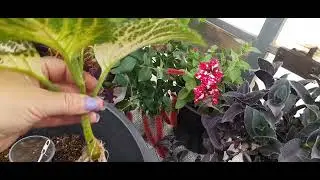 Coleus🌺🌺🌺I'm sharing my experience with autumn cuttings! This will be useful for those beginning ...