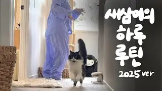 조카가 생긴 이후 새삼이는 어떻게 지내는가? 고새삼의 하루 루틴 (2025ver)