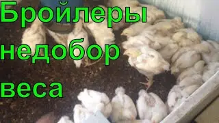 #НЕДОБОР