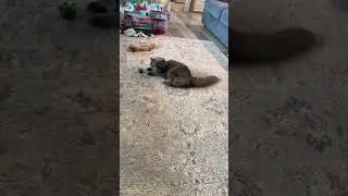 Catto playin