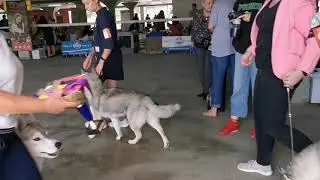 Хаски 