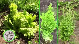 SACAR OBTENER SEMILLAS DE LECHUGA