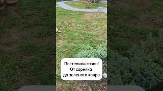 Сами постелили газон