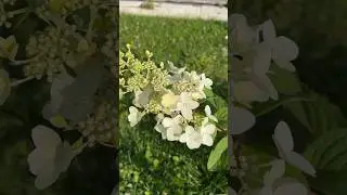 Моё вам доброе утречко 🙏❤️🌸 Начинают зацветать гортензии! 