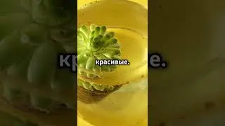 Необычные растения в пустынях: как они выживают? #Растения #Природа #Выживание #Пустыня #Творцы