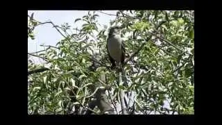 Northern Mockingbird song