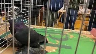 Голуби Tauben Pigeons Выставка Узбекских Herford 2019 - 1