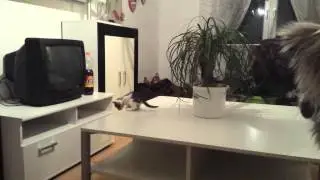 Loki's erster Sprung