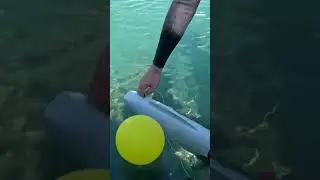 This robotic fish collects DNA in the ocean