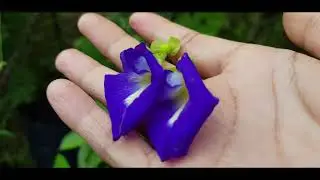 CARA MEMBUAT JUS BUNGA TELANG