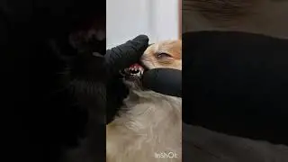 Зубы как у Акулы #