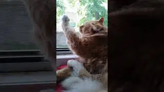когда пересмотрел видео про закон