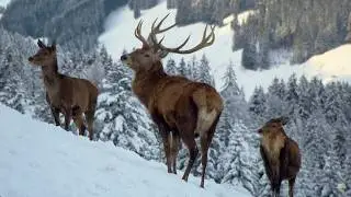 Christmas Winter Wonderland | Wildlife Documentary