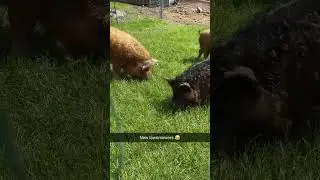 KuneKune pigs on grass