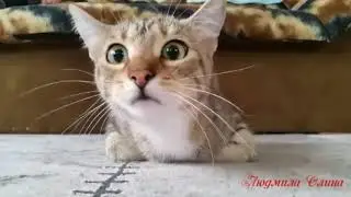 Цыганочка...   прикольн