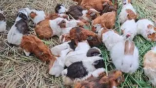 Imposter' bunny blends in with guinea pigs family at Petting Farm in Malaysia
