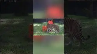 Tigers of Halloween Past