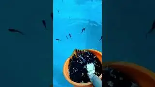 That’s a lot of guppies