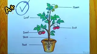 Parts of a plant drawing  / Draw labelled diagram of parts of plants/ Parts of a plant diagram ||