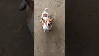 Little cute puppy 😍#puppy #youtubeshorts #bangladesh #ruralbeauty #dog