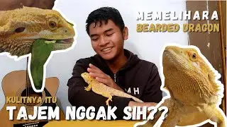 BERANI PELIHARA NAGA INI?? | TIPS KECIL-KECILAN #4