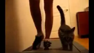 Видео про женские ноги и смешного кота