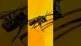 macro photography dengan lensa terbalik 
