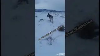 Веолар Патриот прислал  привет с Камчатки