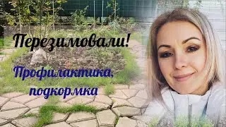 Vlog-204 🌹Первые обработки роз весной. Перезимовали. Сезон 2023 открыт🙏